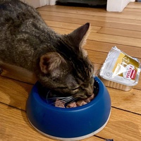 photo de livraison pour Association C.A.T.S. Chat Animal Terrien Solidarité