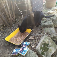 photo de livraison pour ANIMAL ATTITUDE