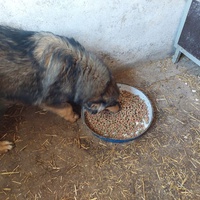 photo de livraison pour Udruženje za zaštitu i zbrinjavanje životinja "Moje šape"