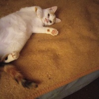 photo de livraison pour Chats Oubliés