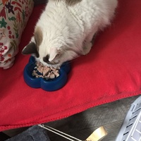 photo de livraison pour Les Chats Libres Condom 32