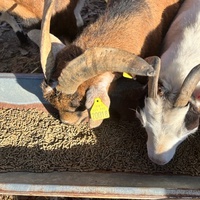 photo de livraison pour Refuge du Poil à la Plume