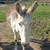 photo animal