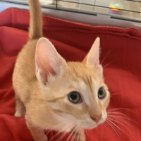 photo de livraison pour Association des Chats Camarguais