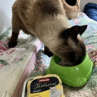 photo de livraison pour SOS Chats Libres