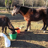 photo de livraison pour Les Sans Famille