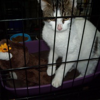 photo de livraison pour Chats du Quercy