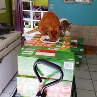 photo de livraison pour CAPPA