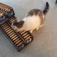 photo de livraison pour Croq'Chats