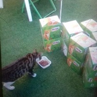 photo de livraison pour Les chats Port-Saint-Louisiens