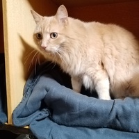 photo de livraison pour Chat de Gout'hier sans Toit