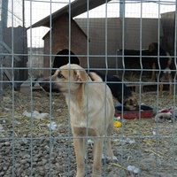 photo de livraison pour Animal Shields Oradea