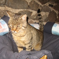 photo de livraison pour Jardin des Chats