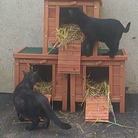 photo de livraison pour Paroles de Chats