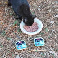 photo de livraison pour Les Chats Libres de la Canterrane