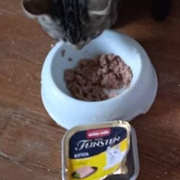 photo de livraison pour Hungry Cats14