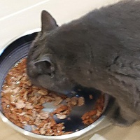 photo de livraison pour Cœur Animal