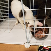 photo de livraison pour Les Chats de Dugny