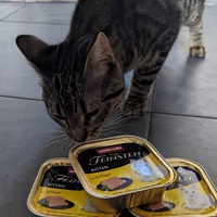 photo de livraison pour Association C.A.T.S. Chat Animal Terrien Solidarité