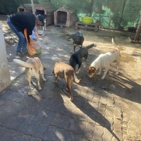 photo de livraison pour Comme Chiens et Chats Maroc