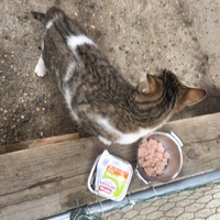 photo de livraison pour Les Chats Libres Condom 32