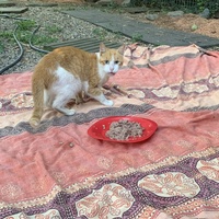 photo de livraison pour Les chats de chez nous