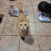 photo de livraison pour Chat de Gout'hier sans Toit