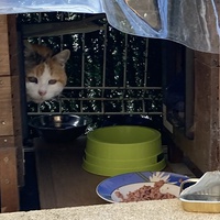 photo de livraison pour Ecole du Chat des Alpilles