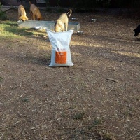 photo de livraison pour Help Adopt Moroccan Animals