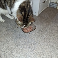 photo de livraison pour Protect Cat