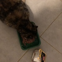 photo de livraison pour Les Chats de Condom 32
