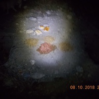 photo de livraison pour Pro Animals Finland ry