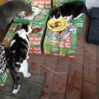 photo de livraison pour L'Ecole du Chat Istreen