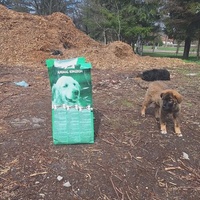 photo de livraison pour Beta Zajecar