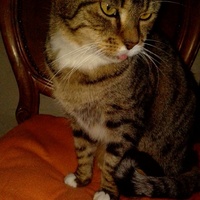 photo de livraison pour Chats-sos