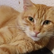 photo de livraison pour Cat Miaou
