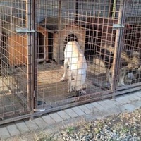photo de livraison pour Civic Initiative Kane Korzo Skopje