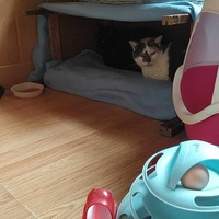 photo de livraison pour A Pas De Chats