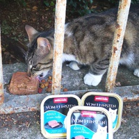 photo de livraison pour Bien vivre avec les Chats Sallélois