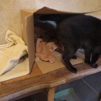 photo de livraison pour Vallée des Chats