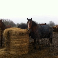 photo de livraison pour Cheval Espoir 33