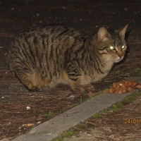 photo de livraison pour Chat Libre de l'Ile du Ramier