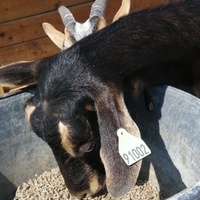 photo de livraison pour La Ferme des Zanimobiles