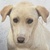 photo animal
