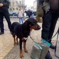 photo de livraison pour Croquette et Macadam