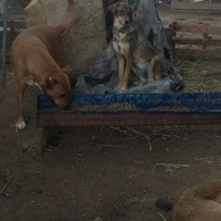 photo de livraison pour StrayDogs