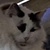 photo animal