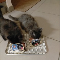 photo de livraison pour Adopte Un Matou