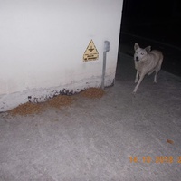 photo de livraison pour Pro Animals Finland ry