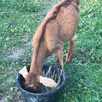 photo de livraison pour La Ferme des Zanimobiles